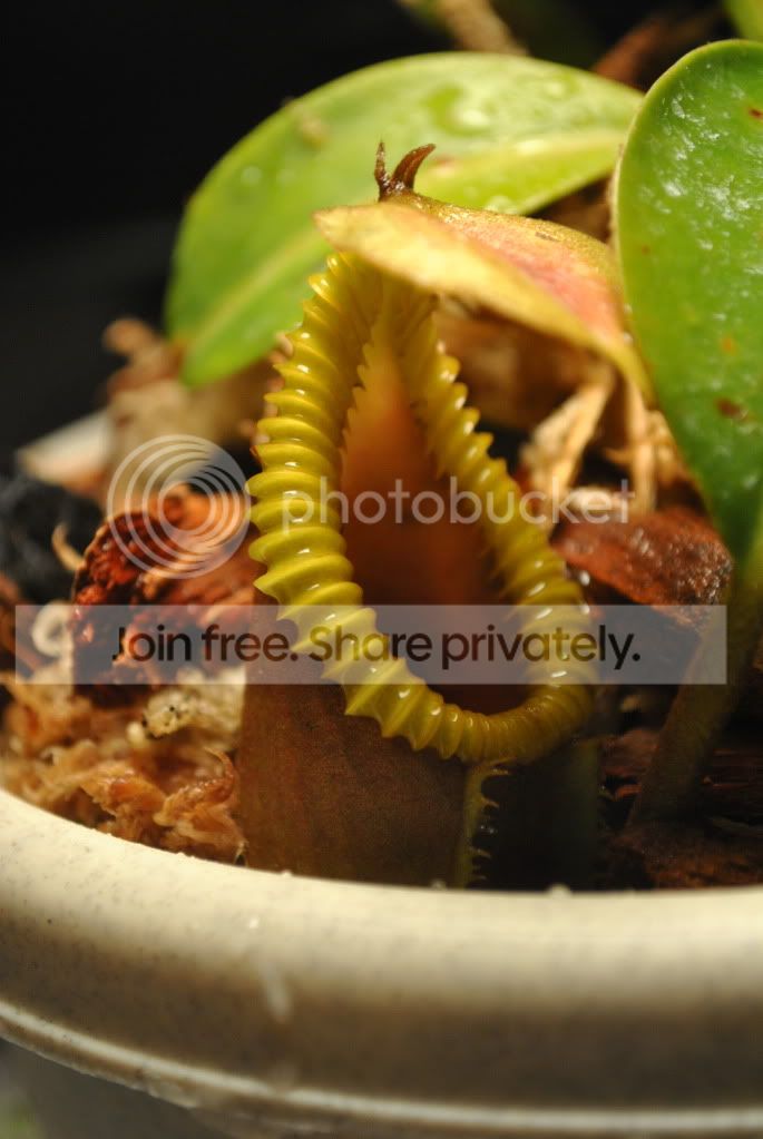 NepenthesmacrophyllaBE006.jpg