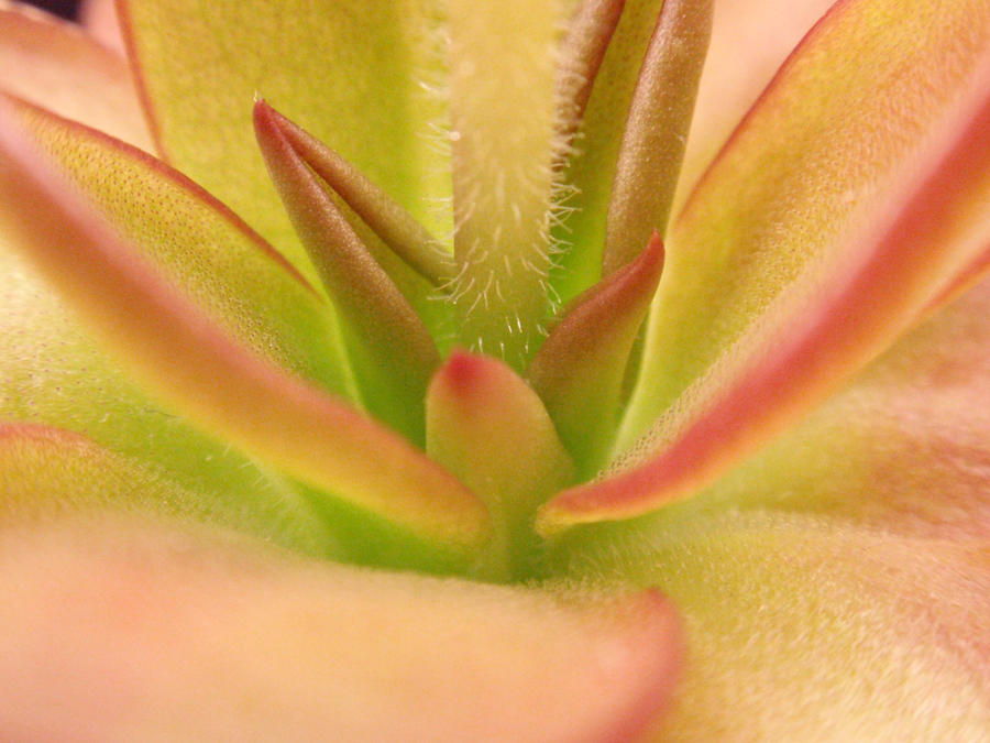 pinguicula_laueana_by_gemstatecarnivore-d4nxtth.jpg