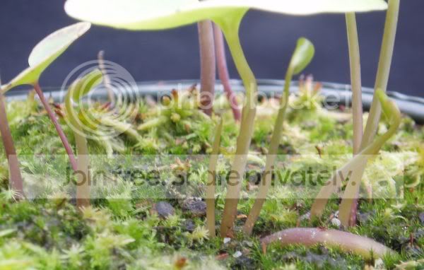 Outsidereniformis-newshoots090310RS.jpg