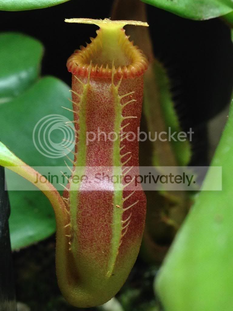 image_zpscc654624.jpg