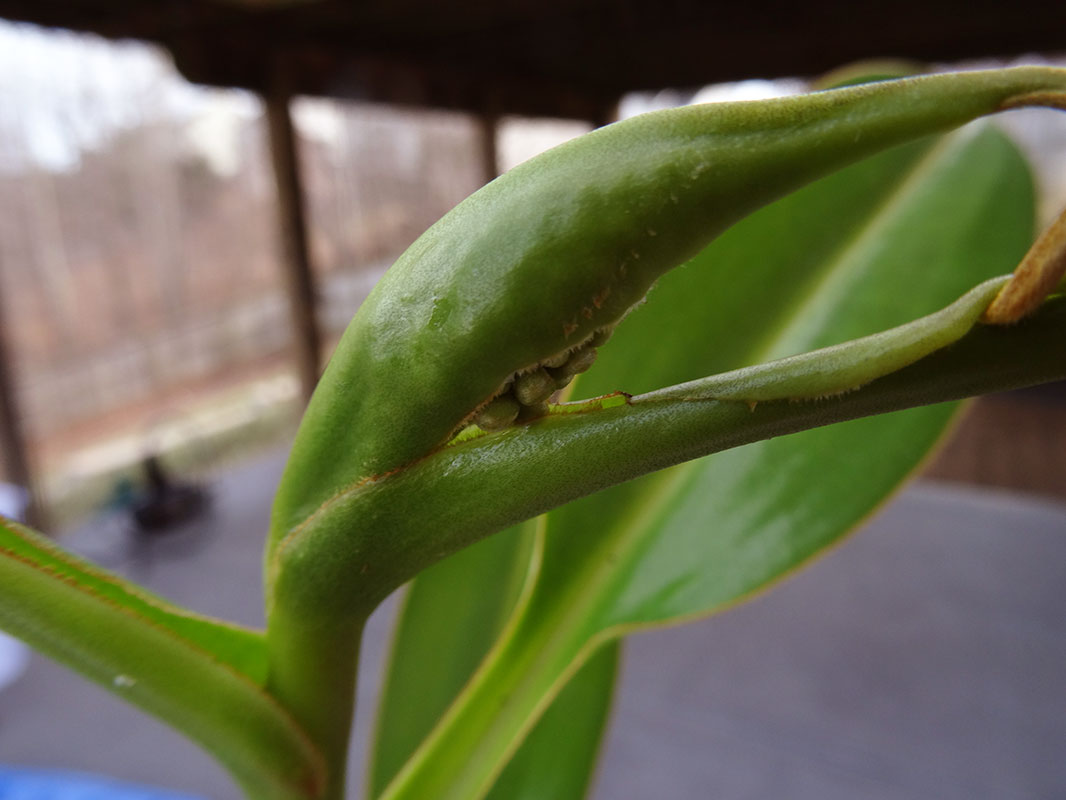 nepenthes-izumiae-x-trusmadiensis-flower.jpg