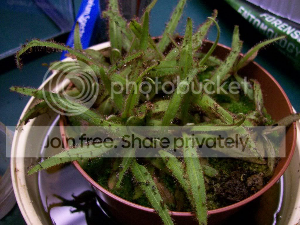 somepics002.jpg