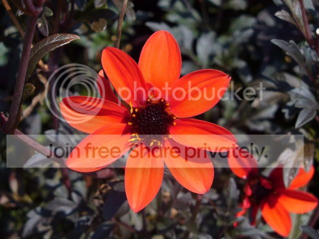 DahliaFlower.jpg
