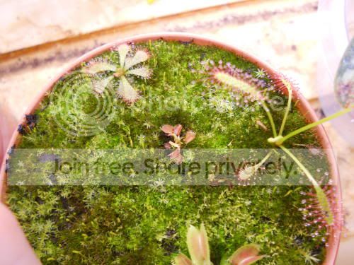 VFTpink_12-20-11.jpg
