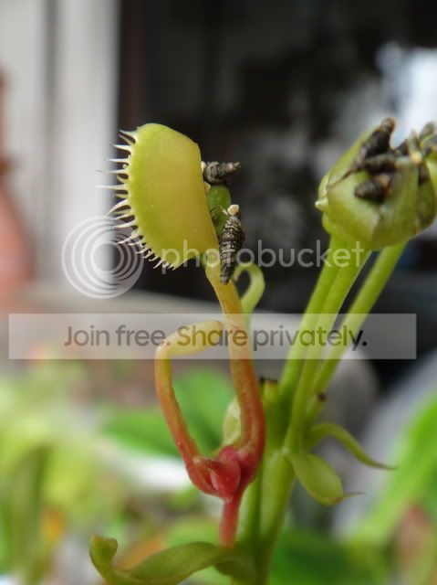 B52_flower_stalk_offshoot_teeth.jpg