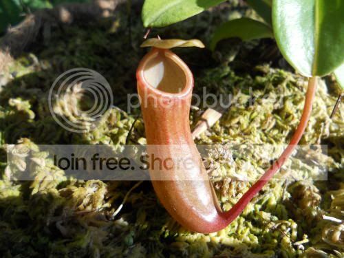 Nventricosa02_9-13-11.jpg