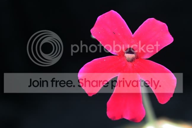 IMG_1272.jpg