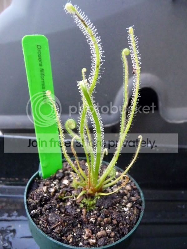 dfiliformis-1.jpg