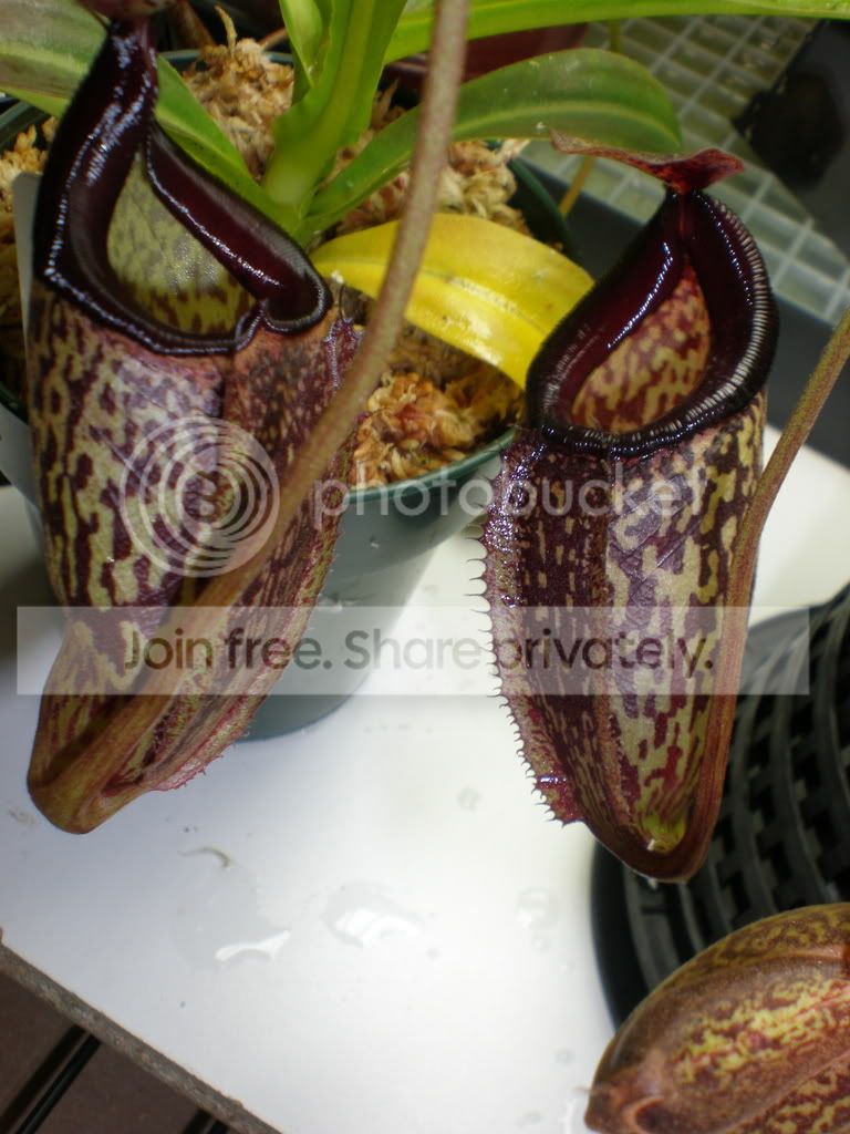 ExoticLadyandLadyPaulinepitchers.jpg