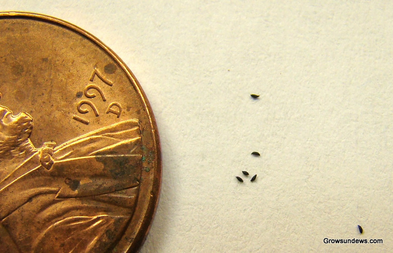 natalensis_seeds-1.JPG