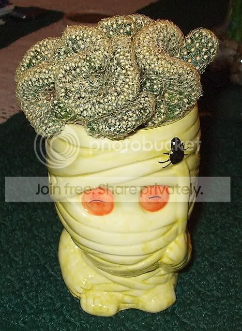Cactiandsucculents3002.jpg