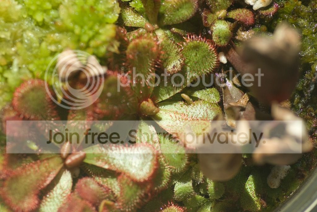 IMGP2215_zpszzyzo5vv.jpg
