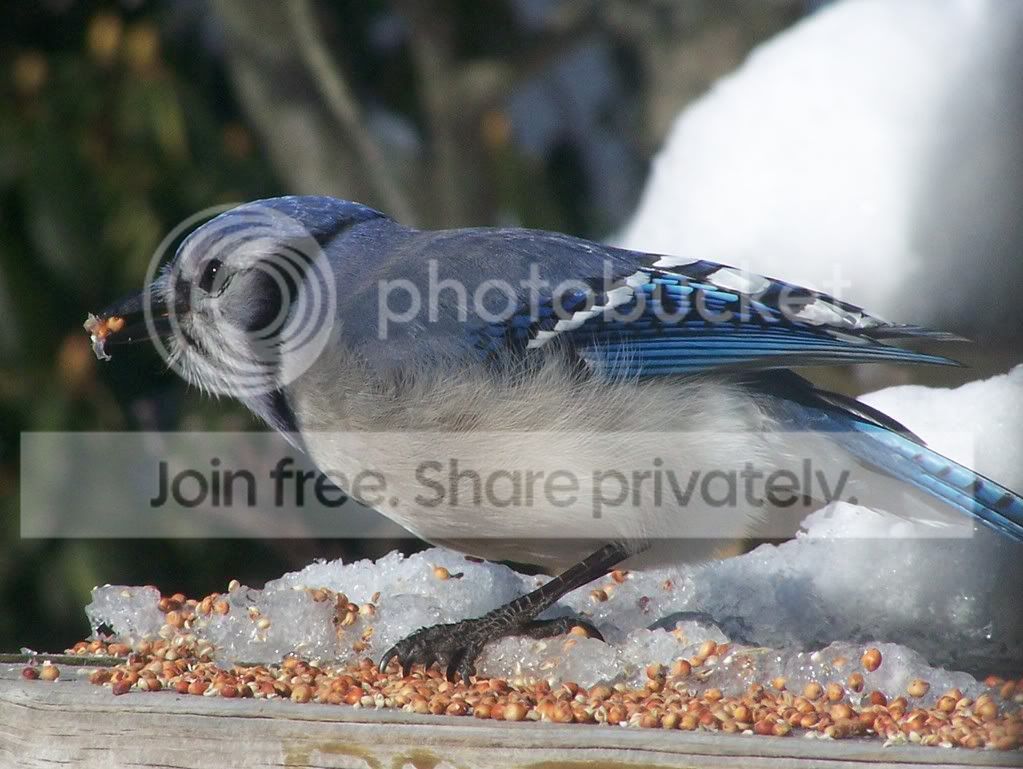 birds032.jpg