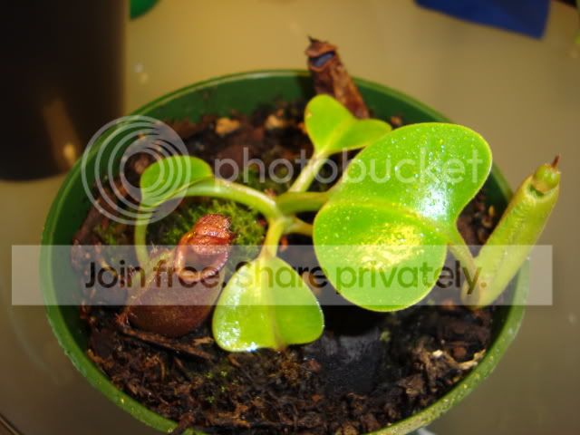 DSC00091.jpg