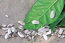 garden.jpg