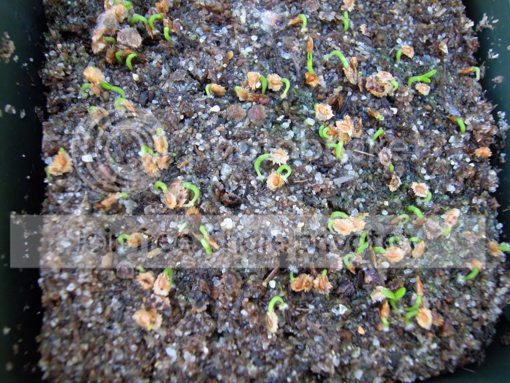 HELISPROUTS-1.jpg