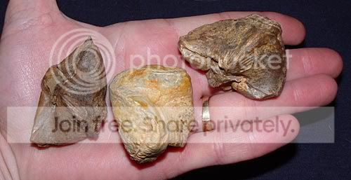 Brachiopodscompletehand.jpg