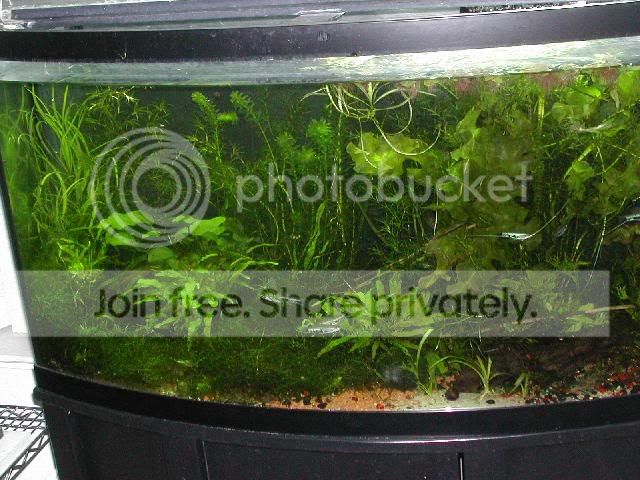 mytank.jpg