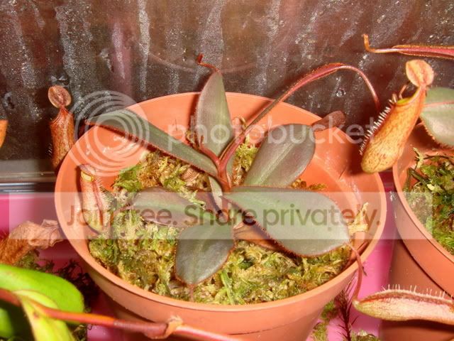 nepenthes_adnata_red.jpg