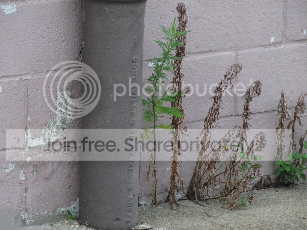 IMG_7600.jpg