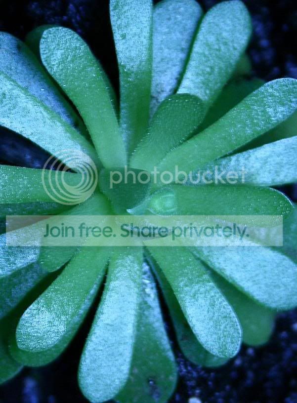 IMG_0008_picnik.jpg