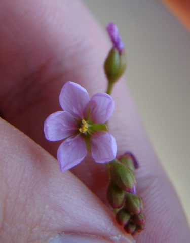 Dielsiana_flower_closeup_thumb.JPG