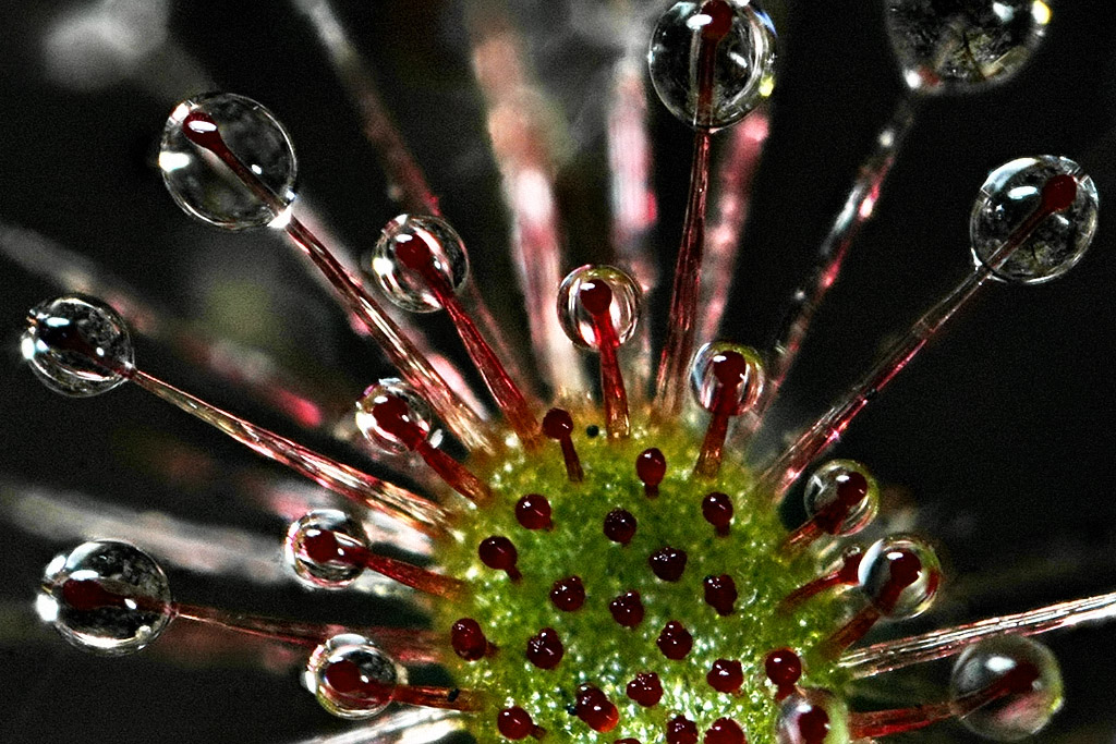 3727390488_5e9c437b91_o.jpg