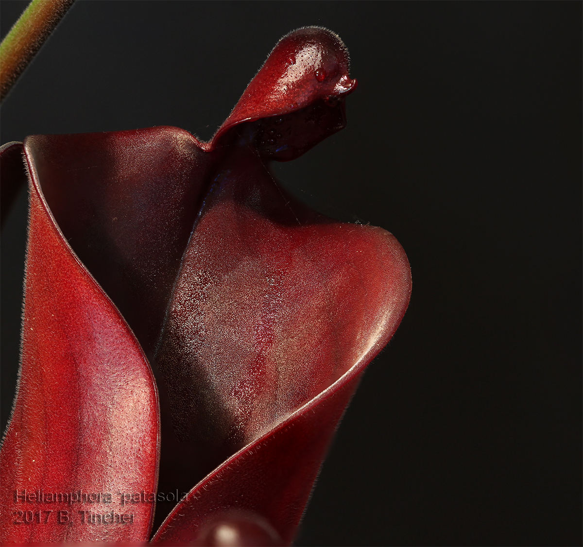 patasola_pitcher.jpg