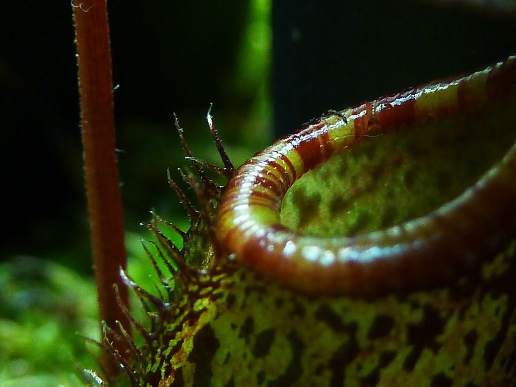 plants10032012033.jpg