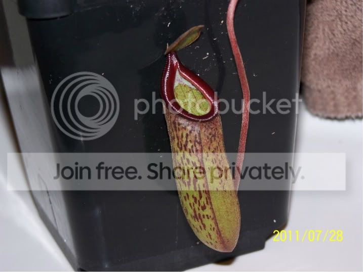 100_4928.jpg