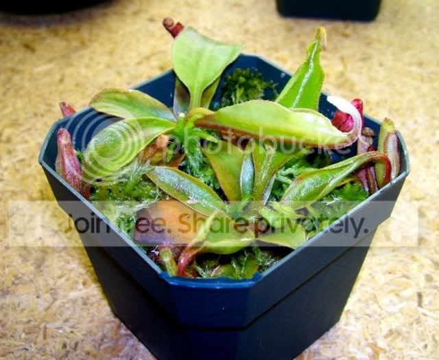 SeedgrownNsplendianaxrokkoxstenophy.jpg