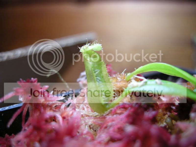 DSCN5726.jpg
