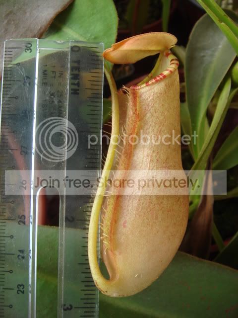 sumatrana.jpg