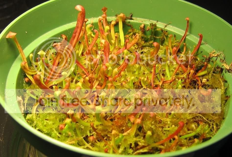 sarraoreoseedling.jpg