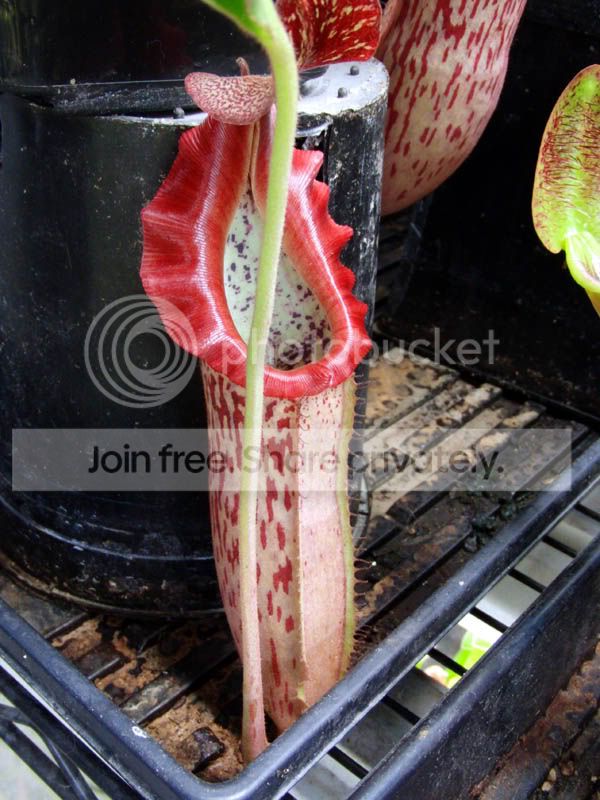 Nveitchiixboschiana1.jpg