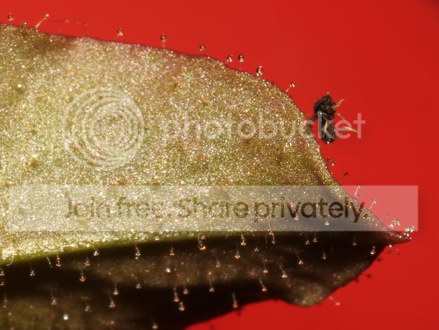 stylidium_semipartitum_prey5_zps6232dff7.jpg