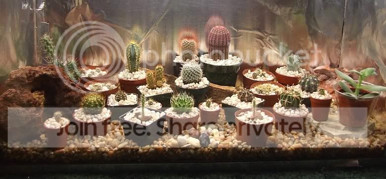 cactuspics08008.jpg