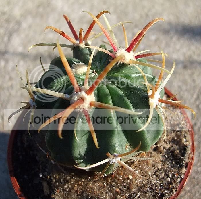 cactus083.jpg