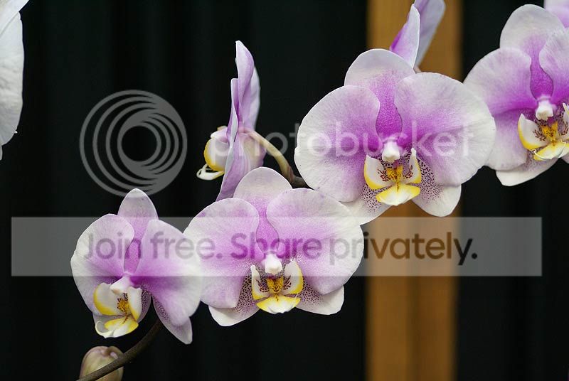 orchids-114.jpg