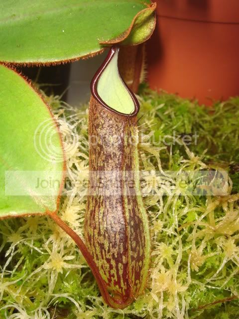 nepenthes_adnata_pitcher.jpg