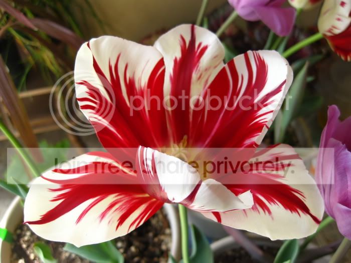 FlamingClubTulip6.jpg