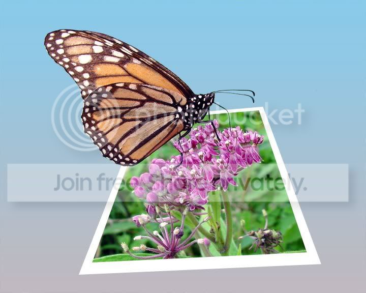 OOB-Butterfly1.jpg