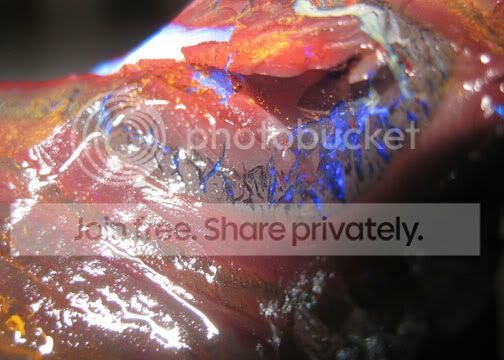 IMG_1198.jpg