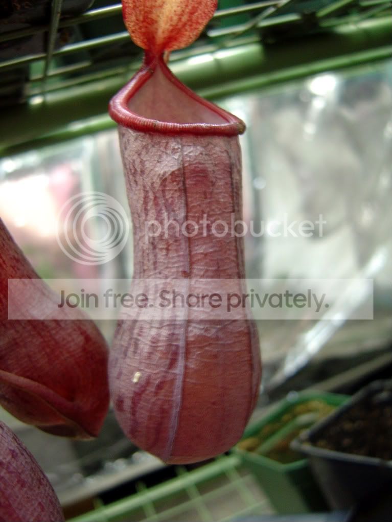 newneps12-23-08009.jpg