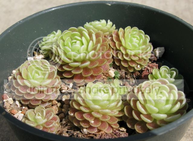 IMG_9102-P-esseriana-Giant-July-14-2012.jpg