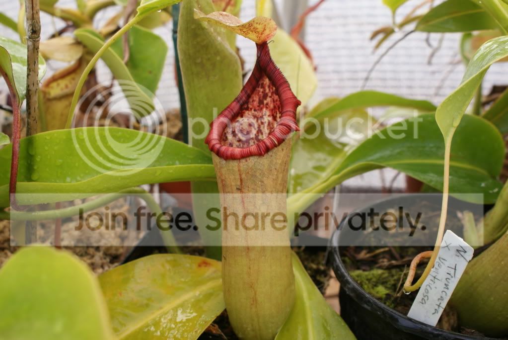 pitcherplants010.jpg