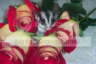ValentinesDayGliders019.jpg
