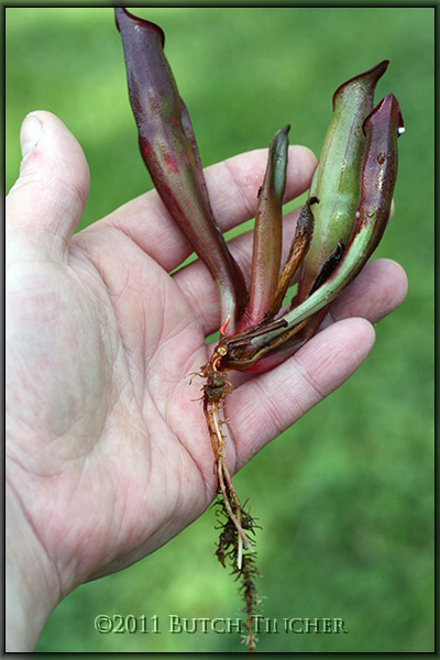sarraceniodes_nasc.jpg