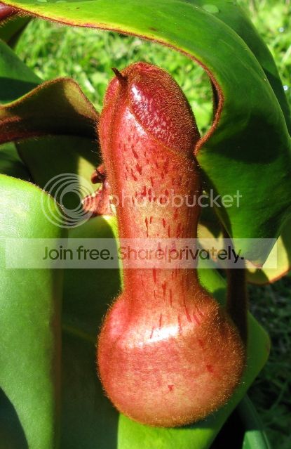 IMG_9473-N-clipeata-clone-3-AW-July-27-2012-1.jpg