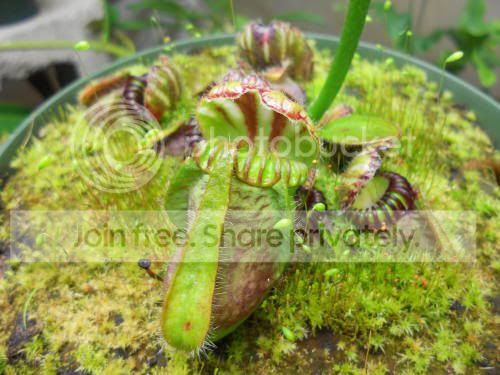 cephalotus_6-23-11.jpg